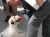 Martin Clunes playing with Dodger