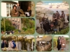 collage-1